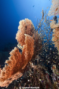 Seafan and glassfish taken in Ras-im-sid by Stephan Kerkhofs 
